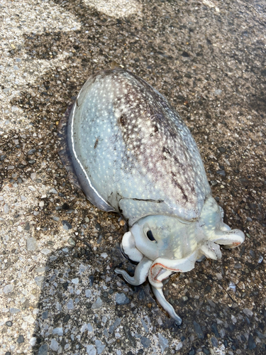 シリヤケイカの釣果