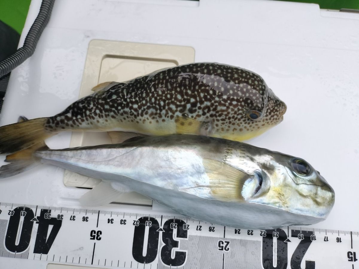 小モノ庶民アングラーさんの釣果 2枚目の画像