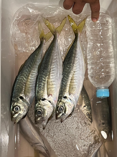 アジの釣果