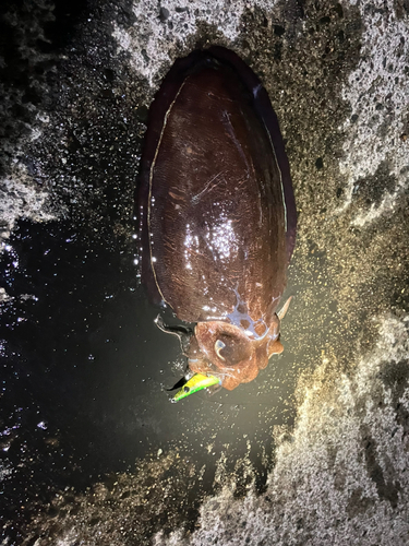 コウイカの釣果