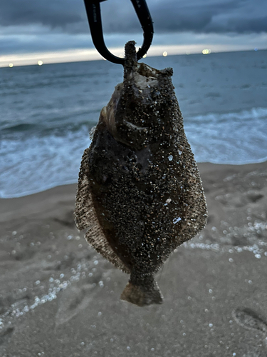 ソゲの釣果