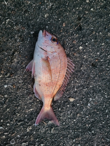 マダイの釣果