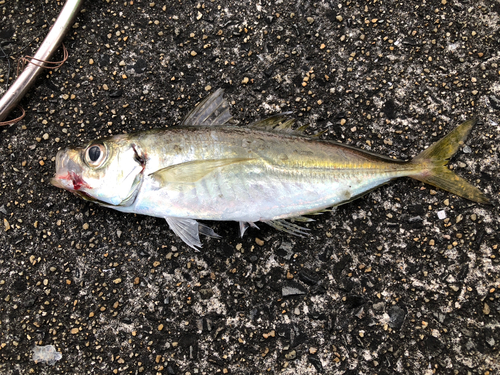 マアジの釣果