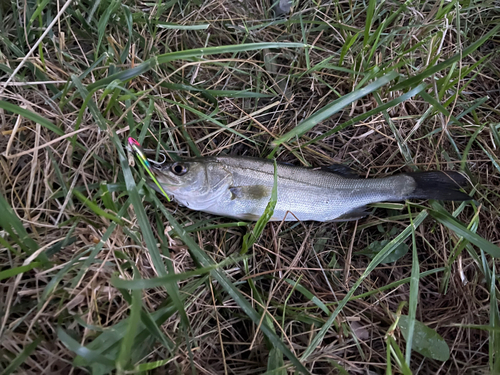 セイゴ（マルスズキ）の釣果