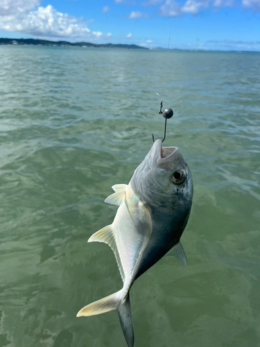 メッキの釣果