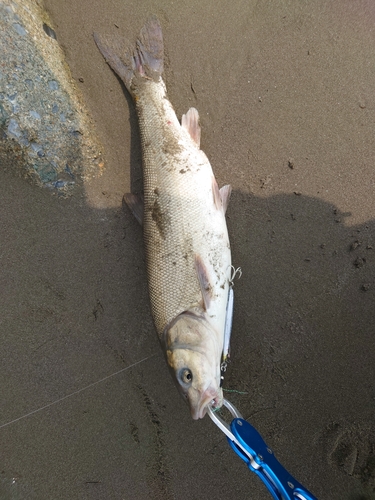 ウグイの釣果