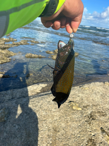 アオノメハタの釣果