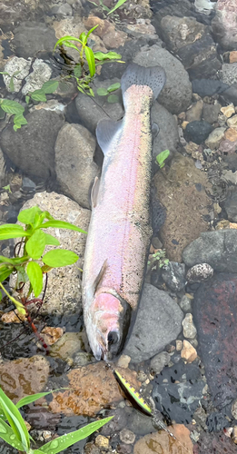 ニジマスの釣果