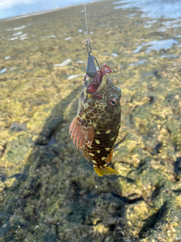 イソゴンベの釣果