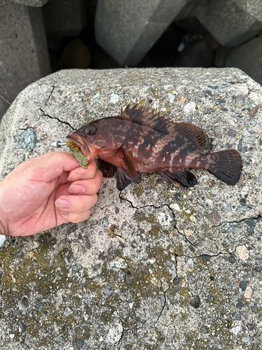 アコウの釣果