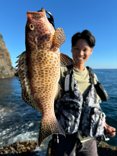 クロメジナの釣果