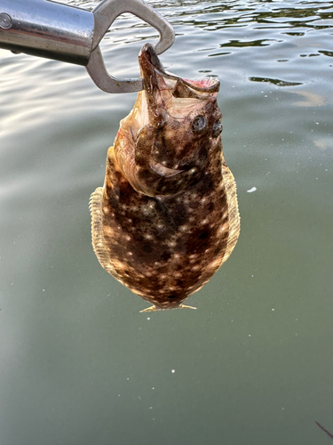 ソゲの釣果