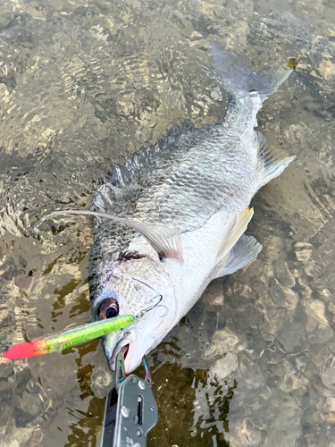 キビレの釣果