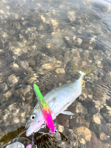 ワカナゴの釣果