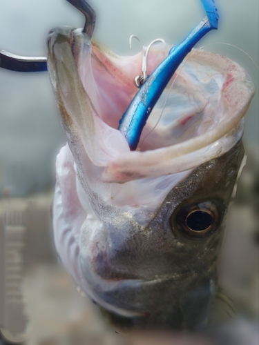 スズキの釣果