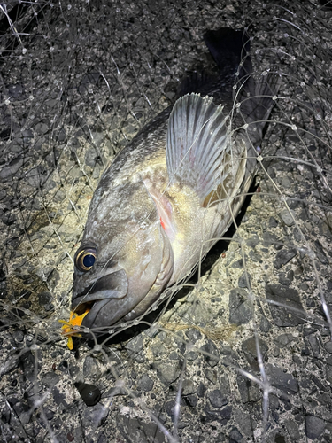 クロソイの釣果