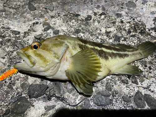 シマソイの釣果