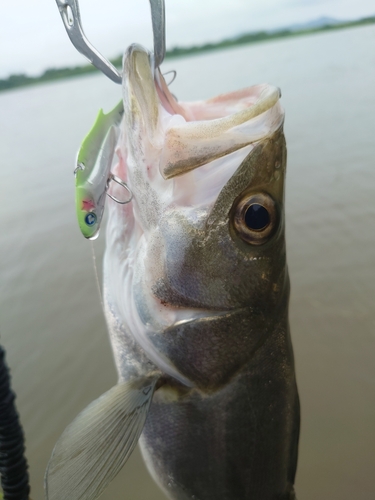 スズキの釣果