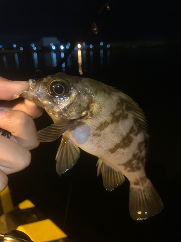 メバルの釣果