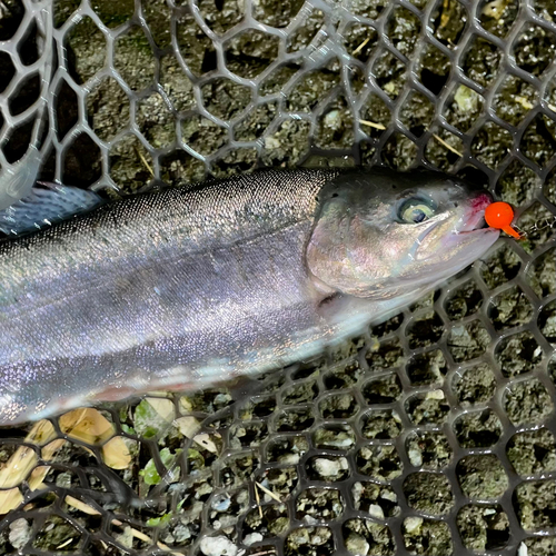 ニジマスの釣果