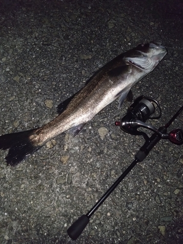 スズキの釣果