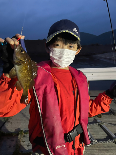 エゾメバルの釣果