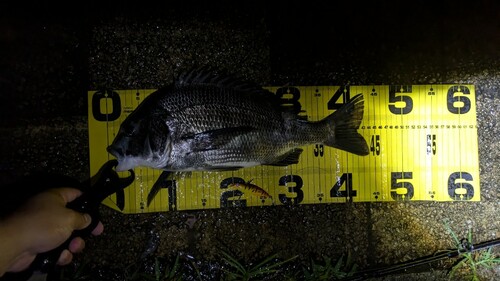 チヌの釣果