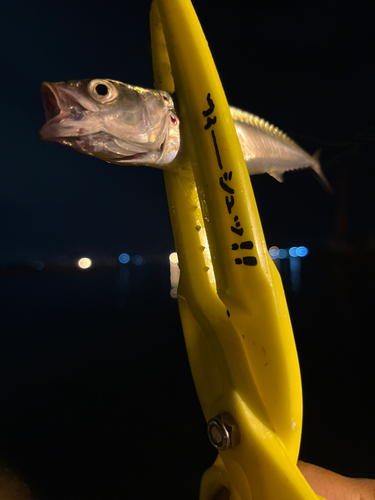 サバの釣果