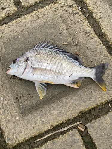 キビレの釣果