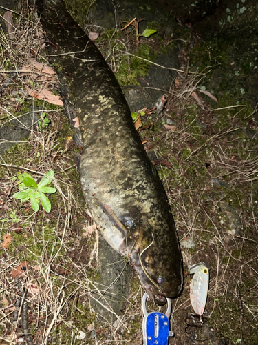 マナマズの釣果