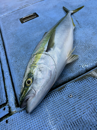 ブリの釣果