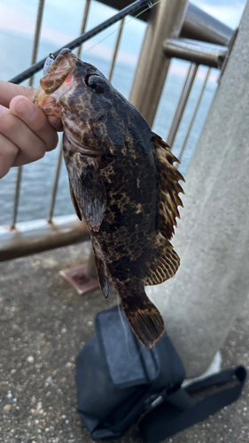 タケノコメバルの釣果