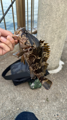 タケノコメバルの釣果