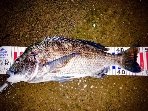 チヌの釣果