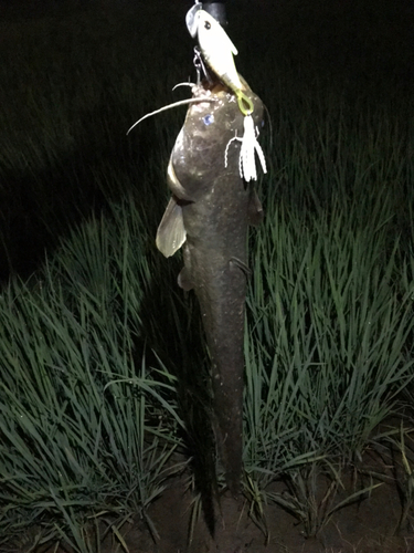 マナマズの釣果