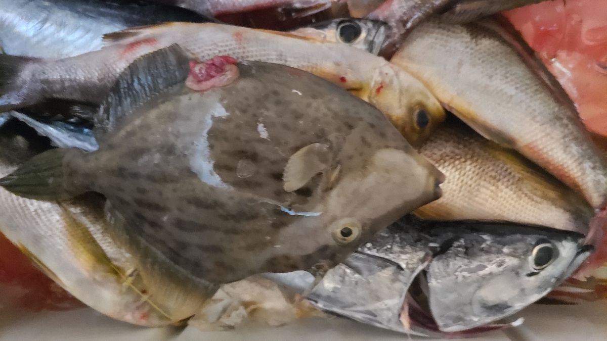 たこちゃん船長さんの釣果 3枚目の画像