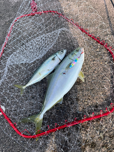 サバの釣果