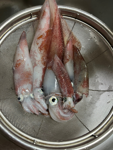 ケンサキイカの釣果