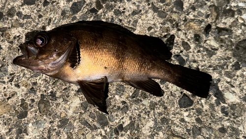 メバルの釣果