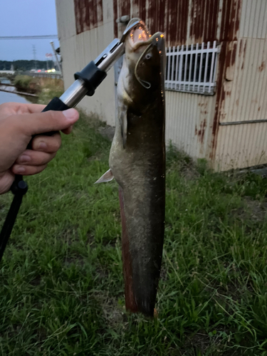 マナマズの釣果