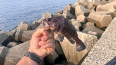 マゾイの釣果