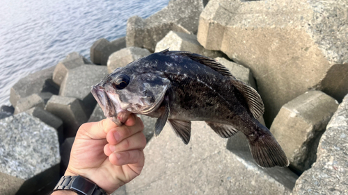 クロソイの釣果