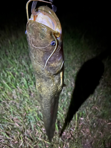 マナマズの釣果