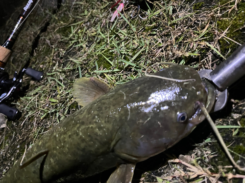 マナマズの釣果