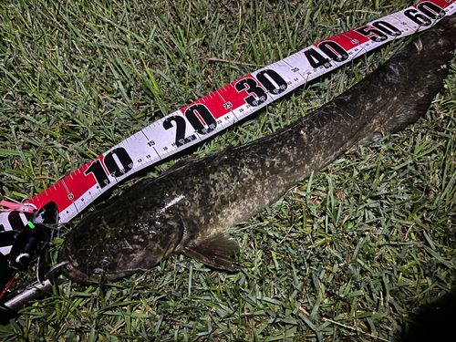 マナマズの釣果