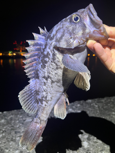 クロソイの釣果