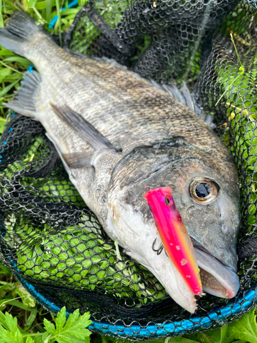 チヌの釣果