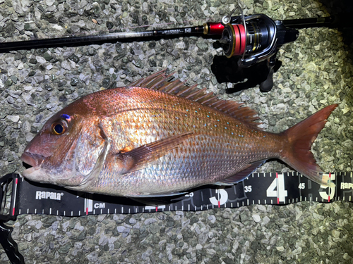 マダイの釣果