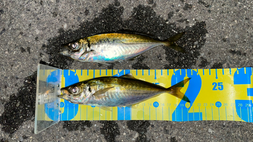 アジの釣果