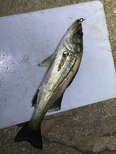 セイゴ（マルスズキ）の釣果